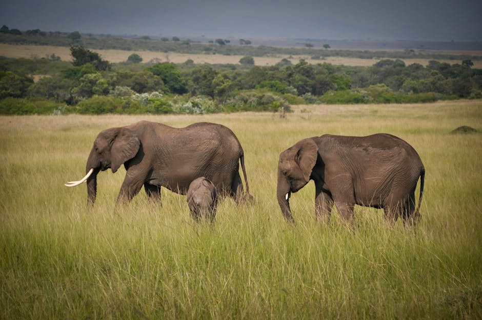 Free stock photo of 4k nature, africa, africa travel