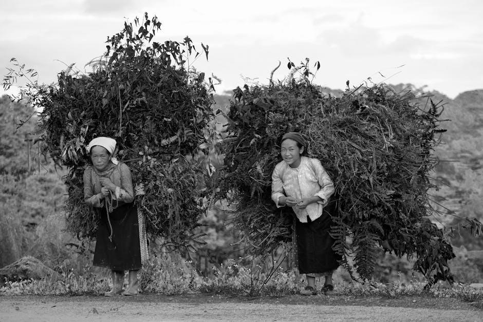 Two Vietnamese women carrying large bundles of vegetation during harvest in rural Vietnam.