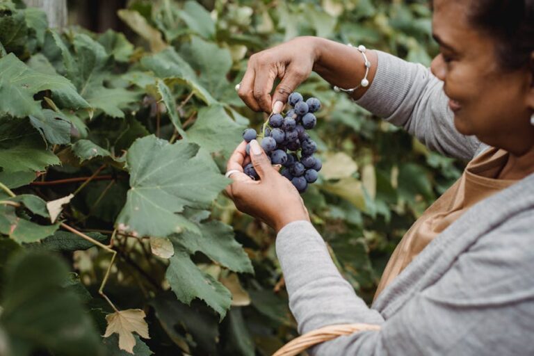 From above side view of crop adult female gardener collecting bundle of sweet grapes from vine