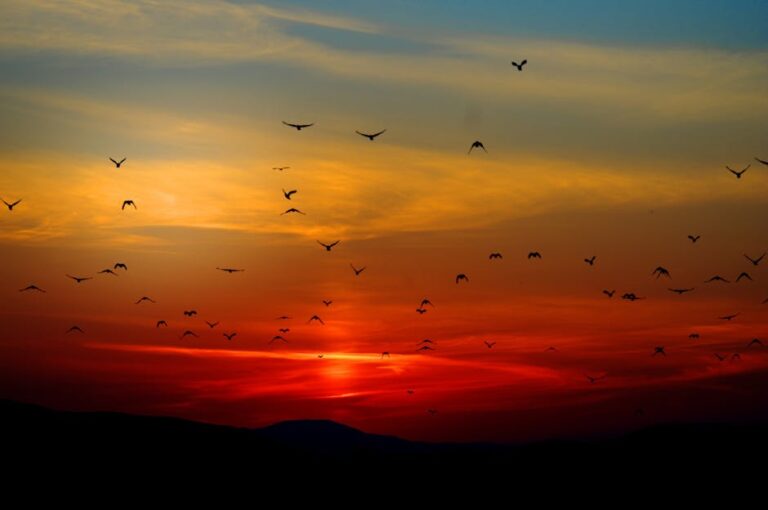 Flock of birds silhouetted against a colorful sunset sky, creating a dramatic natural scene.