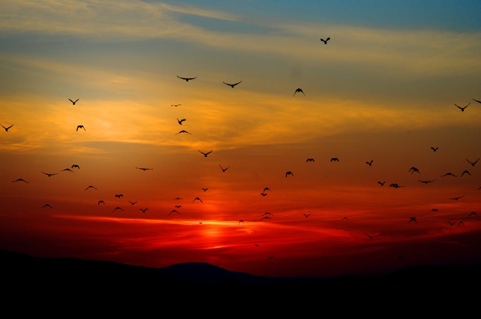 Flock of birds silhouetted against a colorful sunset sky, creating a dramatic natural scene.