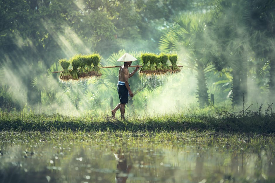 A traditional farmer carrying bundles of rice plants across a misty paddy field, reflecting rural culture.