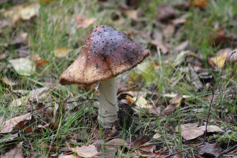 Free stock photo of autumn, forest mushrooms