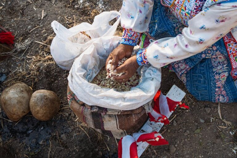 Peruvian farmer sorting corn kernels during harvest in Cayma, Arequipa.