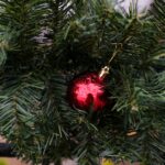Close-up of a red Christmas ornament hanging on a pine branch, capturing the holiday spirit.