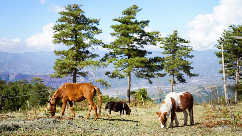 Horses grazing in a picturesque mountain landscape in Gramsh, Elbasan County, Albania.
