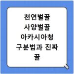 천연벌꿀 사양벌꿀 아카시아청 구분법과 진짜 꿀 고르는 법